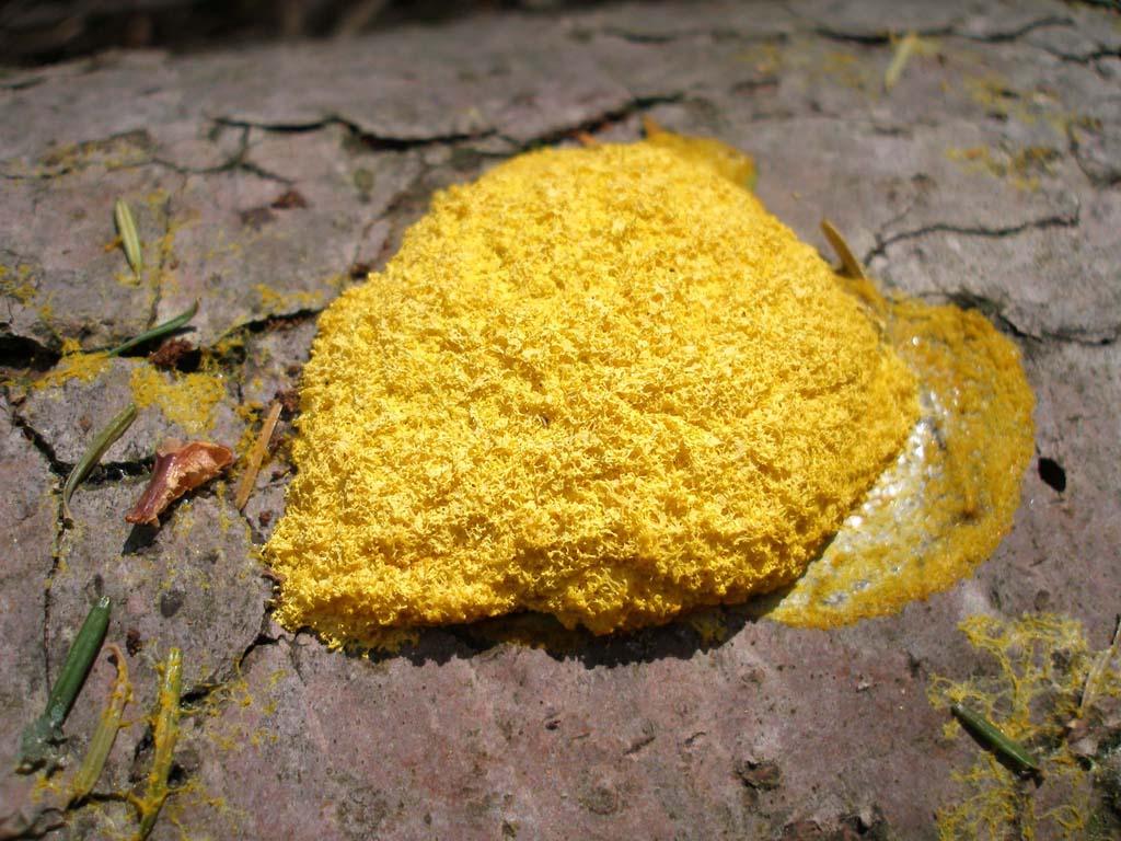 Fungo da determinare - Foresta di Campigna